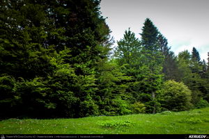 Trasee cu bicicleta MTB XC - Traseu SSP Predeal - Cabana Trei Brazi - Cabana Poiana Secuilor - Predeal de Andrei Vocurek
