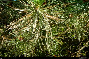 Trasee cu bicicleta MTB XC - Traseu MTB Cheile Dobrogei - Podisul Casimcei: Targusor - Gura Dobrogei - Sacele - Corbu - Navodari - Mamaia (Cheile Dobrogei, Pestera Casian, Pestera Liliecilor, Marea Neagra) de Andrei Vocurek