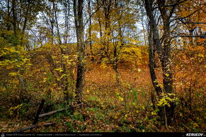 Trasee cu bicicleta MTB XC - Traseu SSP Breaza - Vistieru - Sotrile - Campina - Breaza de Andrei Vocurek