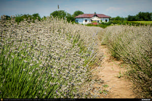 Trasee cu bicicleta MTB XC - Traseu SSP Bucuresti - Jilava - Magurele - Clinceni - Domnesti - Tantava - Zorile - Hobaia - Ogrezeni - Podisor si retur (Livada cu Lavanda) de Andrei Vocurek