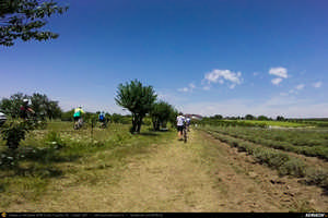 Trasee cu bicicleta MTB XC - Traseu SSP Bucuresti - Jilava - Magurele - Clinceni - Domnesti - Tantava - Zorile - Hobaia - Ogrezeni - Podisor si retur (Livada cu Lavanda) de Andrei Vocurek