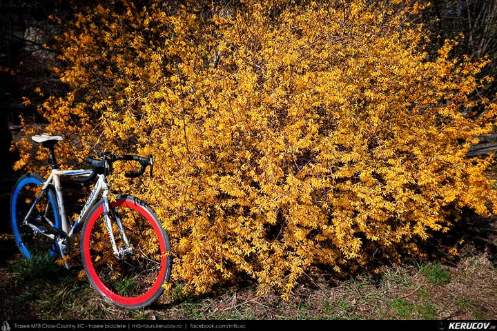 Forsythia