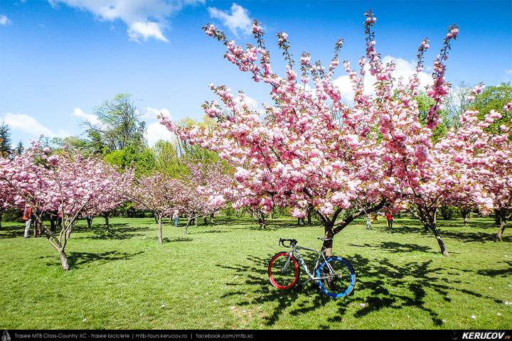 Gradina Japoneza