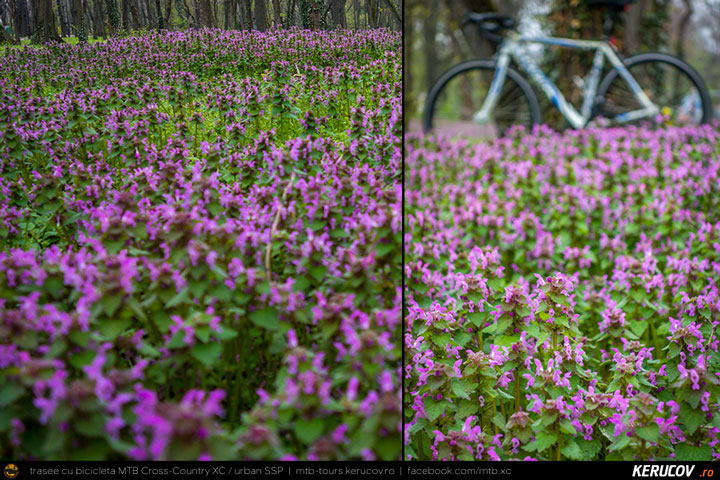 Lamium Purpureum